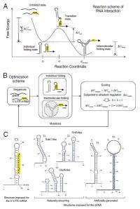 From vitro to vivo: Fully automated design of synthetic RNA circuits in living cells