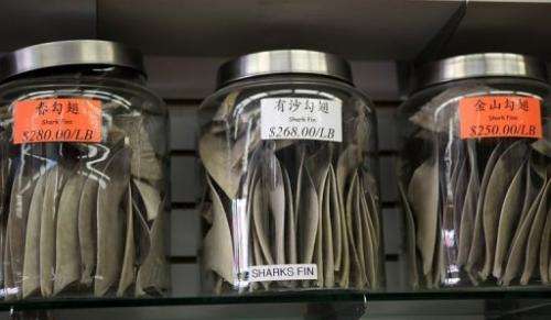 Jars filled with shark fins