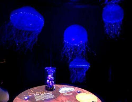 Jellyfish are on display as part of the "Creatures of Light: Nature's Bioluminescence" exhibit