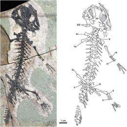 Salamander found in China oldest of its kind