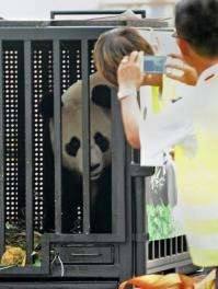 Jia Jia, one of two giant pandas on loan from China, looks out from her cage