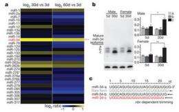 Link found between MicroRNA and neurological aging in fruit flies