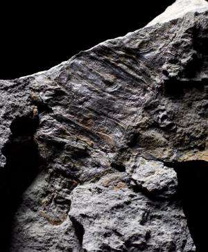 Fossil finds help fill in Romer's Gap