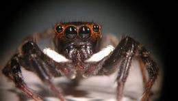 Jumping spider uses fuzzy eyesight to judge distance