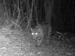 Jungle cats caught on camera in Belize