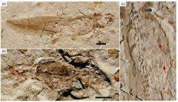 Jurassic salamanders with stomach contents found from Inner Mongolia