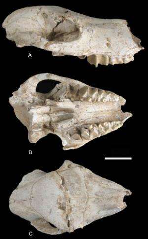 Juvenile Chalicothere found from the Pliocene of Linxia Basin, Northwestern China
