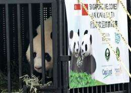 Kai Kai, one of two giant pandas on loan from China, looks out from his cage