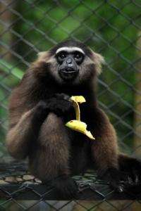 Kalaweit sanctuary has grown into the largest program for the rehabilitation of gibbons in the world