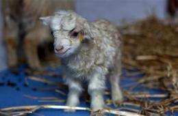 Kashmir scientists clone rare cashmere goat (AP)