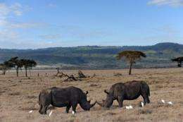 Kenya has the world's third largest rhino population
