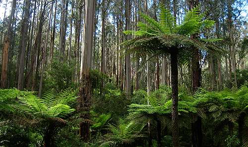 Key to survival of forest giants revealed