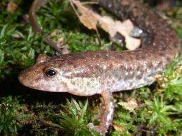 Study shows salamander survival rates depend on drought, climate change