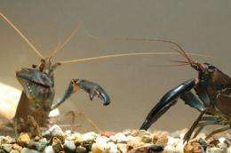 Research duo finds crayfish use deception to ward off other males