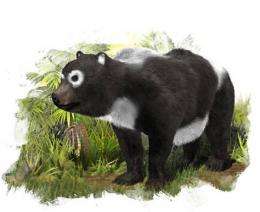 Giant panda's 'cousin' lived in Zaragoza