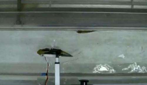 Robot fish found able to lead real fish (w/ video)