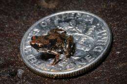 New frog species is world's smallest vertebrate