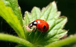 Ladybirds thrive on organic aphids