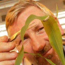 Lancaster researchers discover potential new weapon against African crop pests