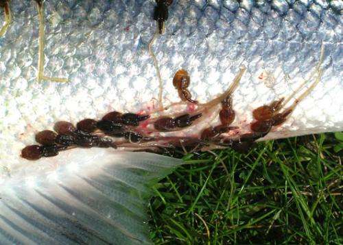 Large numbers of salmon are killed by parasites, finds new study