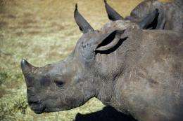 Last year poachers killed 448 rhinos in South Africa, up from 333 in 2010 and just 13 in 2007