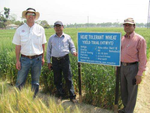 Leaf wax may prevent heat stress in wheat