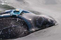 Leatherback turtle migration study identifies Pacific danger zones for endangered species