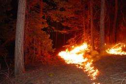 Let it burn: Prescribed fires pose little danger to forest ecology, study says
