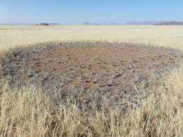 Life cycles of mysterious Namibian grassland 'fairy circles' characterized