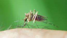 Lifting malaria's deadly veil: mystery solved in quest for vaccine