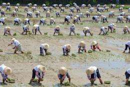 Local farmers plant rice shoots in the fields of Hsinwu