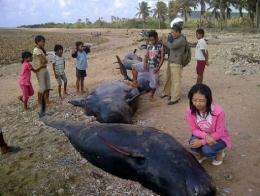 Locals have cut up several pilot whales that died in a mass stranding on the island of Savu
