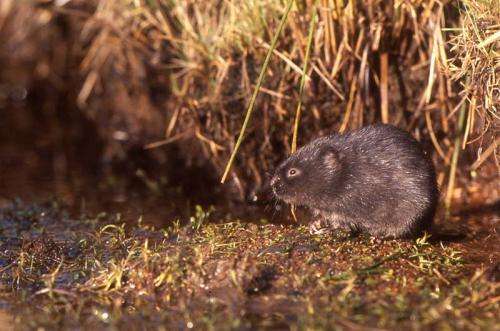 ‘Lonely heart’ water voles crucial to population survival