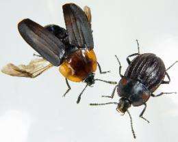 Loss of flight promotes beetle diversification