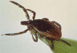 Lyme retreatment guidance may be flawed