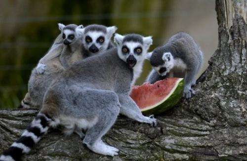 Madagascar's lemurs are among the world's most threatened primates