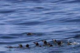 Magellanic penguins swim in the Atlantic Ocean