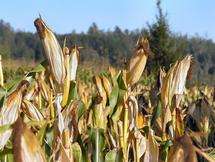 Maize gene could lead to bumper harvest