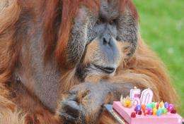 Major celebrates his 50th birthday at the La Boissiere-du-Doree zoo