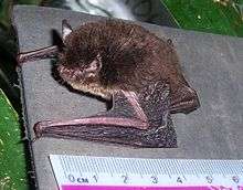 Malay Archipelago bat not one, but two species