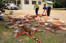 Malaysian Department of Wildlife and National Parks officers display confiscated tiger skins to the media in Kedah state