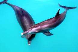 Male dolphins build complex teams for social success