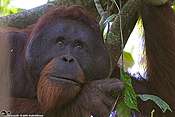 Male orangutans need quality forests