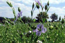 Many people in Lithuania are called Linas or Lina, named after the flax, or linseed, plant
