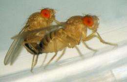 Mapping a post-coital switch in the female fruit fly's mind