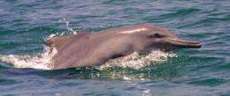 Marine mammals on the menu in many parts of world