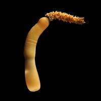 Marine worms reveal the deepest evolutionary patterns