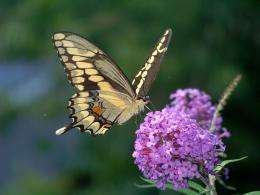 Massachusetts butterflies move north as climate warms