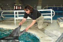 Mercury in dolphins: Study compares toxin levels in captive and wild sea mammals