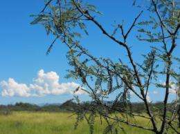 Mesquite trees displacing Southwestern grasslands